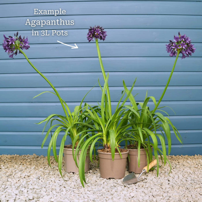 Agapanthus 'Ever White' Perennial Bedding