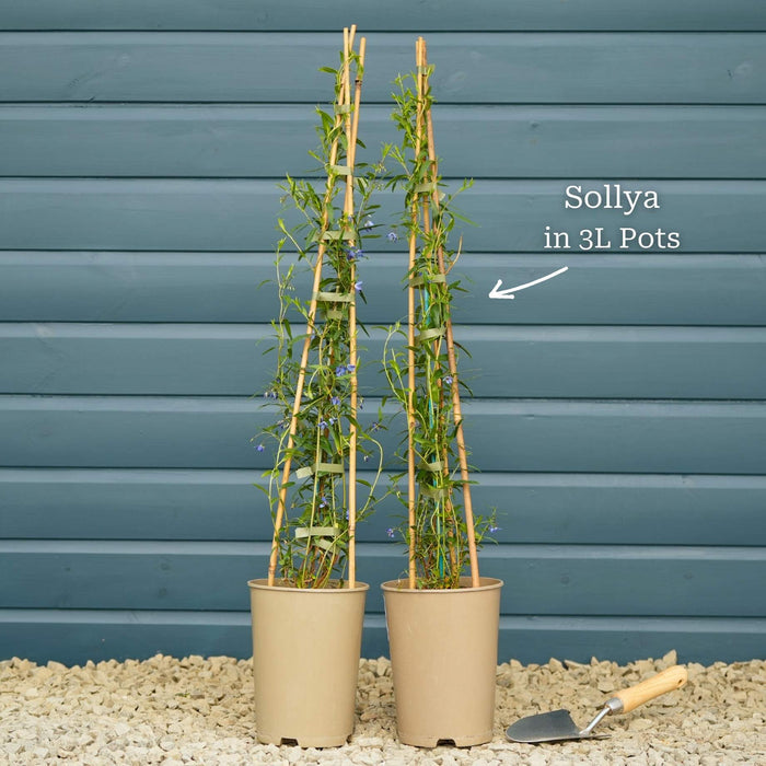 Bluebell Creeper | Sollya heterophylla Climbing Plants