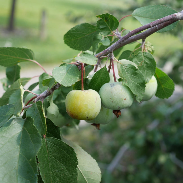 'Brandywine' Crabapple Tree Ornamental Trees