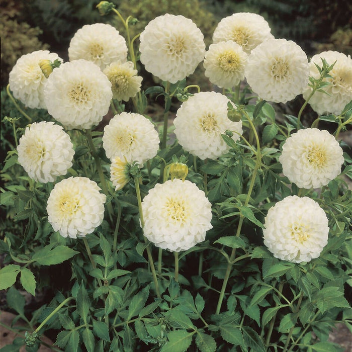 Dahlia 'Petras Wedding' Perennial Bedding