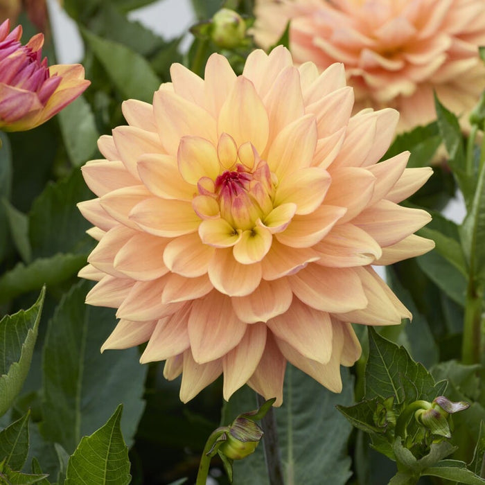 Dahlia 'Sincerity Peach' Perennial Bedding