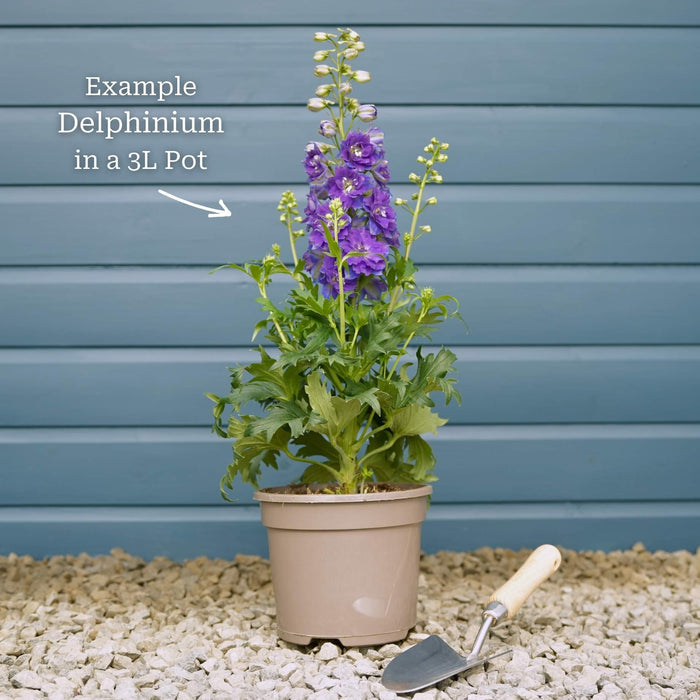 Delphinium 'Dark Blue Black Bee' Perennial Bedding
