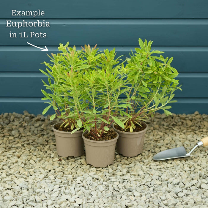 Euphorbia Purpurea Perennial Bedding
