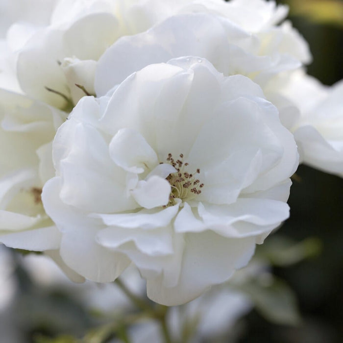 'Flower Carpet White' Carpet Rose Shrubs