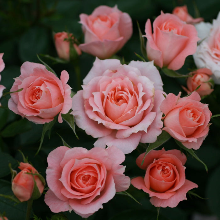 'Flower Power' Patio Shrub Rose Shrubs