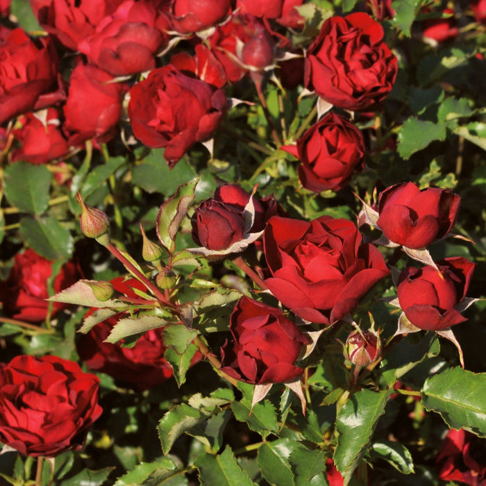 Shrub Rose 'Morava Reka®' | 4.5L Pot Shrubs