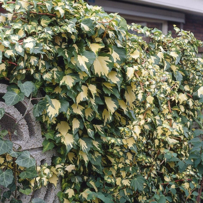 'Goldheart' Ivy | Hedera helix Climbing Plants