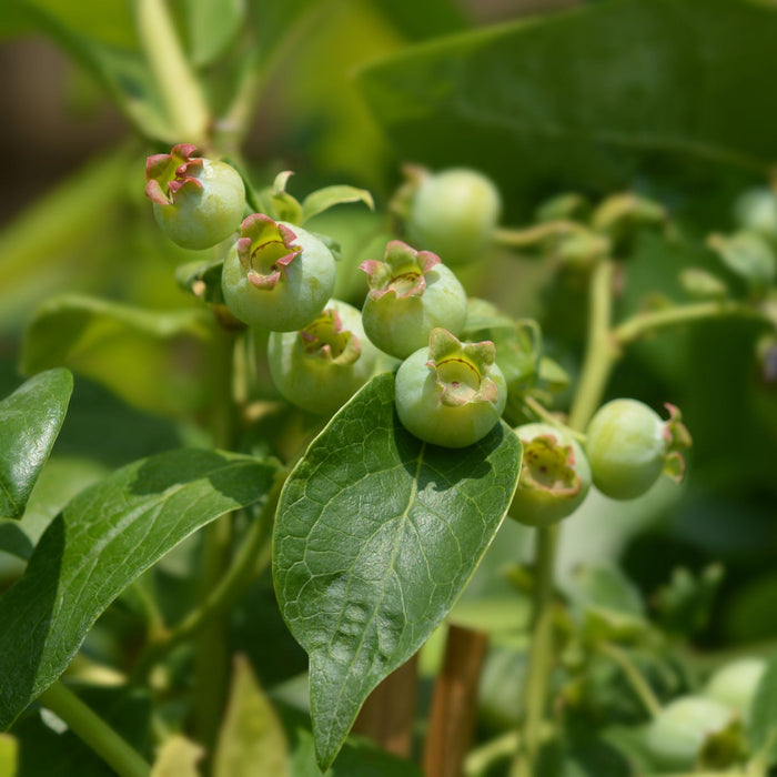 'Jersey' Blueberry Bush Soft Fruit