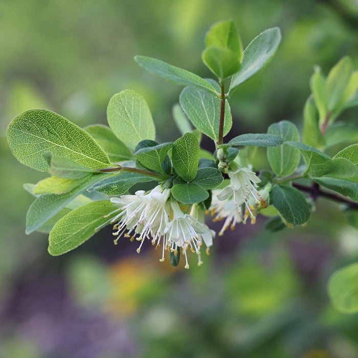'Kamtschatica' Honeyberry Bush Soft Fruit
