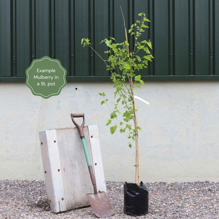 'King James' Mulberry Tree | Morus nigra Fruit Trees