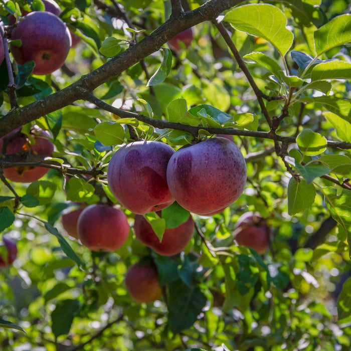 'Liberty' Apple Tree Fruit Trees