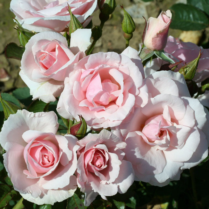 'Lovely Bride' Patio Shrub Rose Shrubs