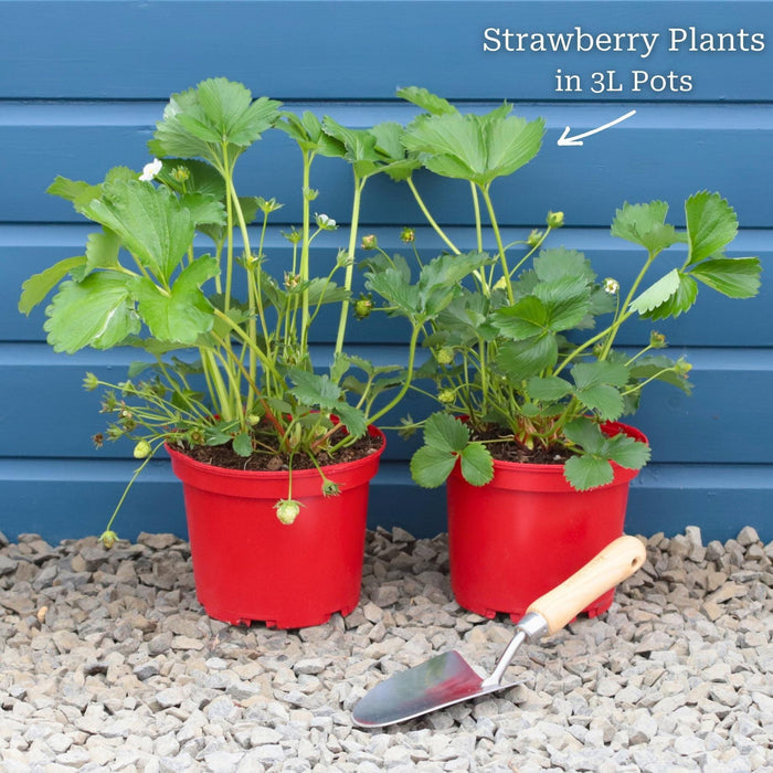'Malling Supreme' Misted Tip Strawberry (Everbearer) Plants Soft Fruit