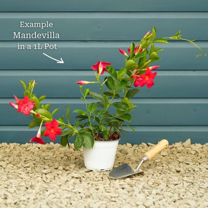 Mandevilla 'Sundaville Pink' Climbing Plants