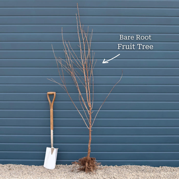 2 Year Old Dwarfing Bare Root Tree