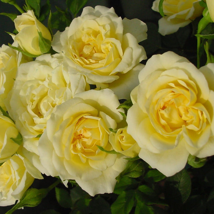 'Our Dream' Patio Shrub Rose Shrubs