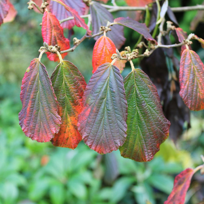 Patio Witch Hazel Tree | Hamamelis × intermedia 'Arnold Promise' Ornamental Trees