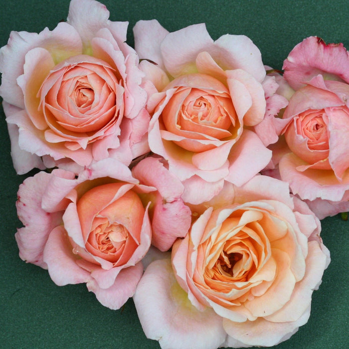 'Peachy' Patio Shrub Rose Shrubs