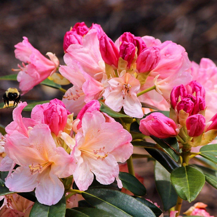 Rhododendron 'Percy Wiseman' Shrubs