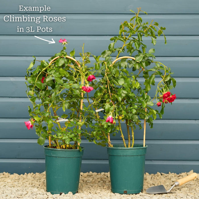 Rosa banksiae 'Lutea' | Rambling Rose Climbing Plants