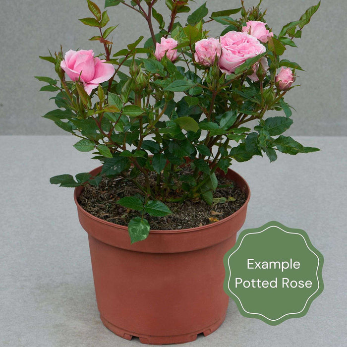 A Rose for Heather' Climbing Rose Shrubs