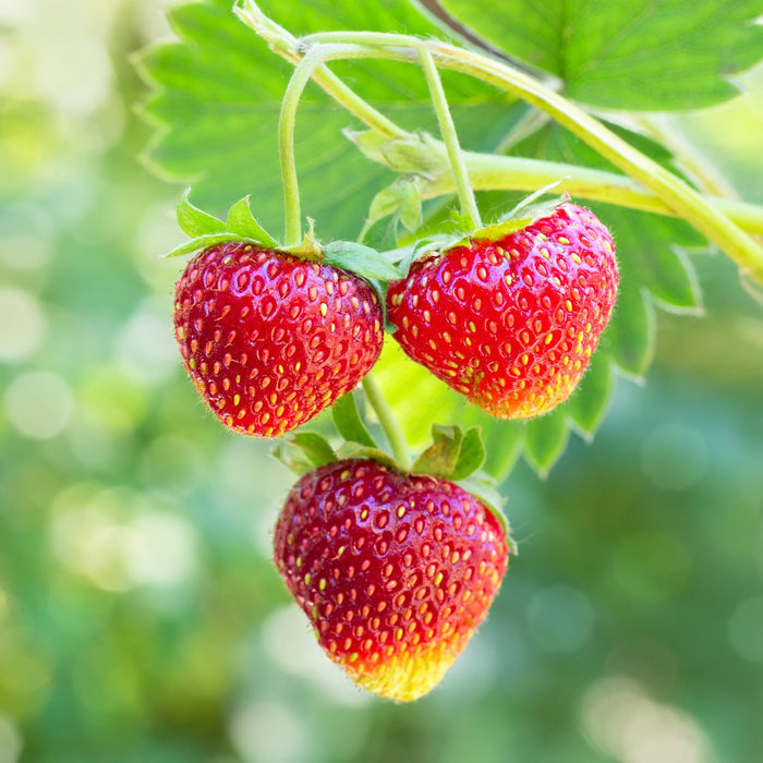 'Albion' Strawberry (Everbearer) Plants Soft Fruit