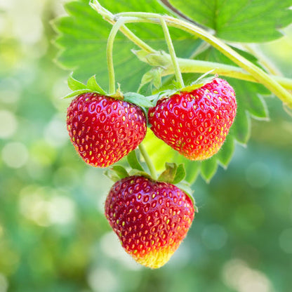 'Albion' Strawberry (Everbearer) Plants Soft Fruit
