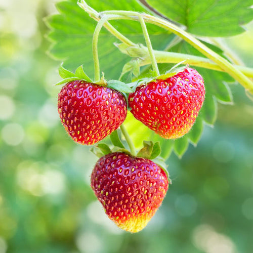 'Albion' Strawberry (Everbearer) Plants Soft Fruit