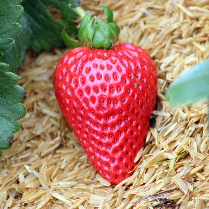 'Albion' Strawberry (Everbearer) Plants Soft Fruit