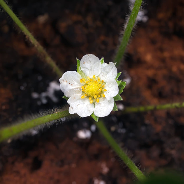 'Albion' Strawberry (Everbearer) Plants Soft Fruit