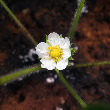 'Albion' Strawberry (Everbearer) Plants Soft Fruit