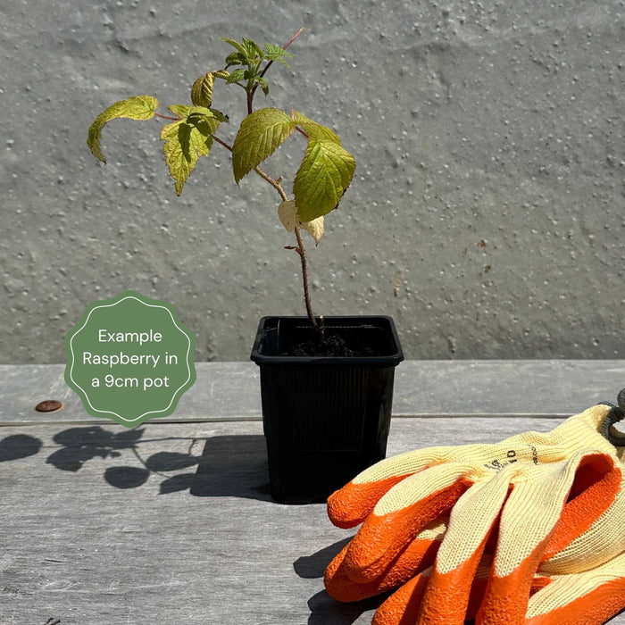 Plant in a 9cm Pot