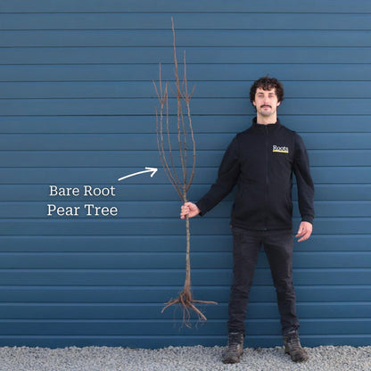 'Doyenné Du Comice' Pear Tree Fruit Trees