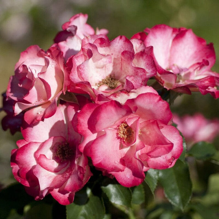 'Birthday Girl' Bush Rose Shrubs