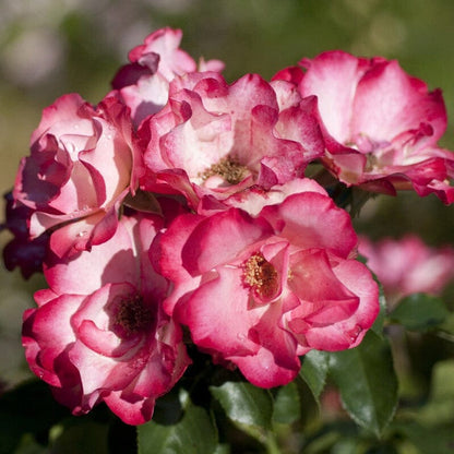 'Birthday Girl' Bush Rose Shrubs