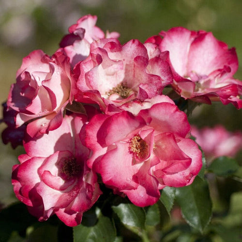'Birthday Girl' Bush Rose Shrubs