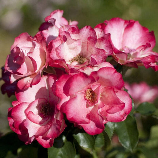 'Birthday Girl' Bush Rose Shrubs