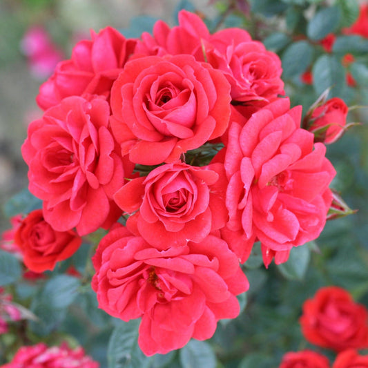 'Birthday Wishes' Patio Shrub Rose Shrubs