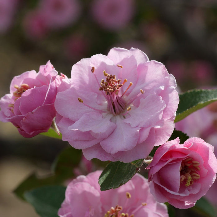 'Brandywine' Crabapple Tree Ornamental Trees