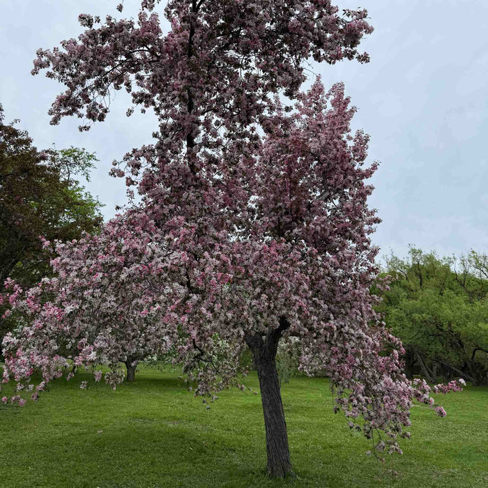 'Brandywine' Crabapple Tree Ornamental Trees