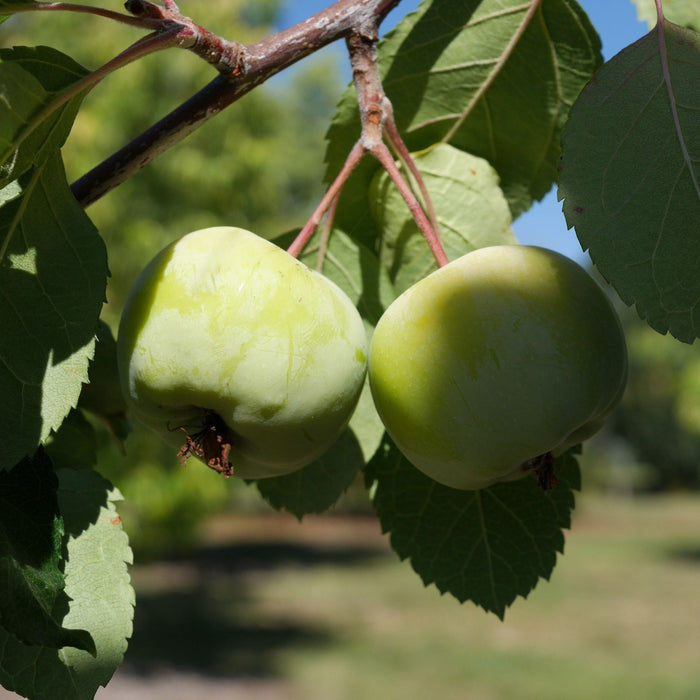 'Brandywine' Crabapple Tree Ornamental Trees