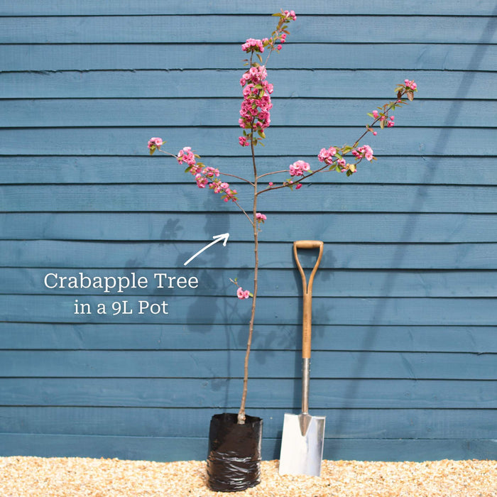 Japanese Crabapple Tree | Malus floribunda Ornamental Trees