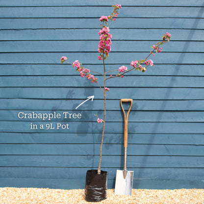 Japanese Crabapple Tree | Malus floribunda Ornamental Trees