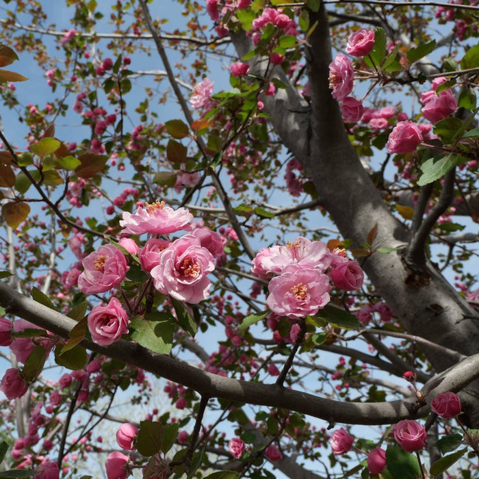 'Brandywine' Crabapple Tree Ornamental Trees