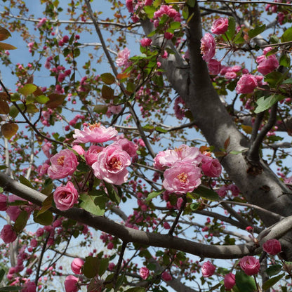 'Brandywine' Crabapple Tree Ornamental Trees