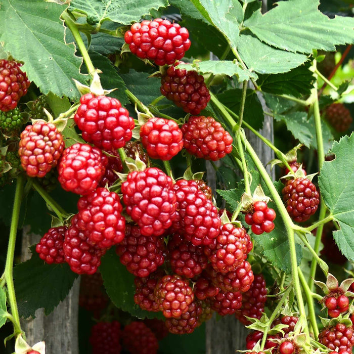 'Buckingham' Thornless Tayberry Plants Soft Fruit