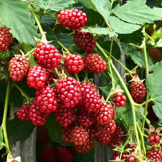 'Buckingham' Thornless Tayberry Plants Soft Fruit