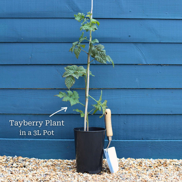 'Medana' Tayberry Plants Soft Fruit