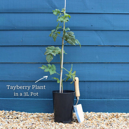 'Medana' Tayberry Plants Soft Fruit