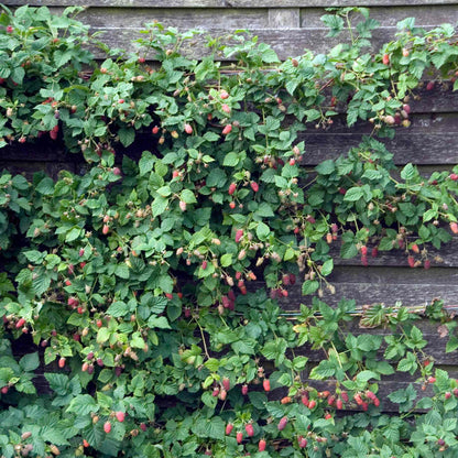 'Buckingham' Thornless Tayberry Plants Soft Fruit